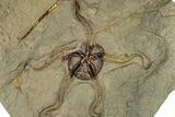Fossil Brittle Star (Ophiura) With Carpoid - Morocco #322489-1